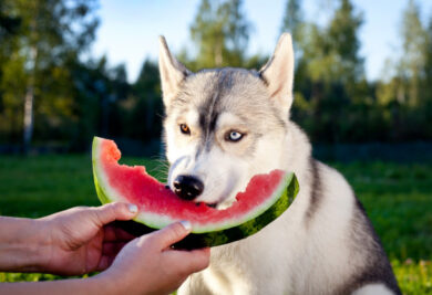 Cachorro comendo melancia - Foto: Freepik