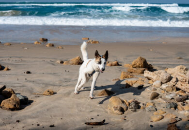 Cachorro correndo na praia - Foto: Freepik