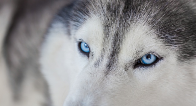 curiosidades sobre o Husky Siberiano