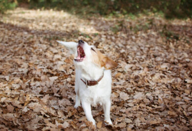 Cachorro uivando de medo - Foto: Freepik