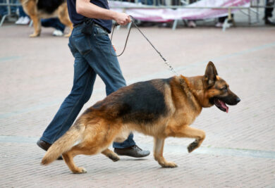 Cão caminhando na coleira - Foto: Freepik