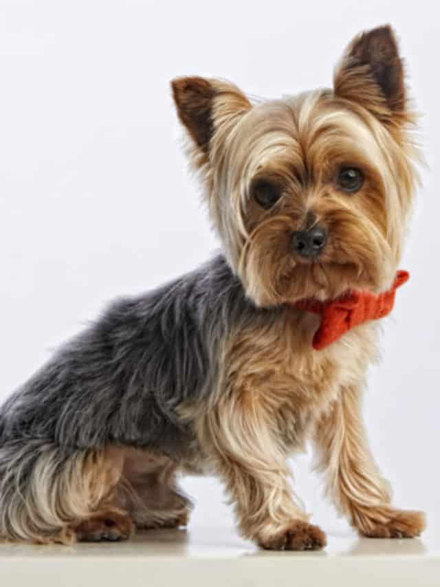 cropped-cute-baby-yorkshire-terrier-purebred-dog_138545-69.jpg