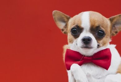 Chihuahua - Foto: Freepik