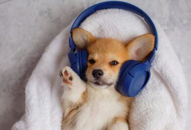 Cão com fone de ouvido - Foto: Freepik