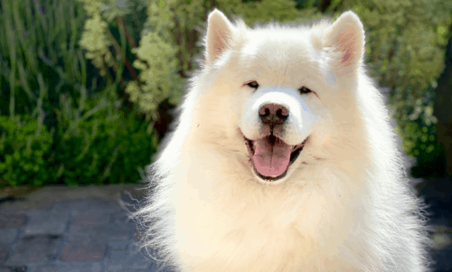 cachorro de pelo branco