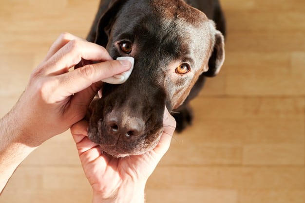 Mão limpando olho de um cachorro