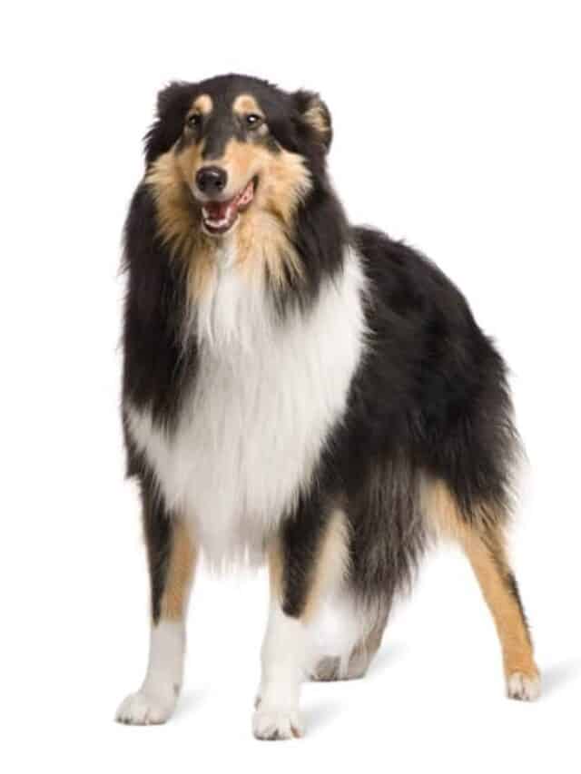 cropped-rough-collie-2-years_191971-2254.jpg