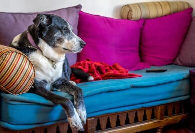 Cão idoso no sofá - Foto: Freepik