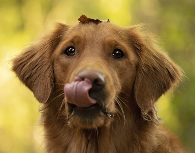 cachorro mostra a língua