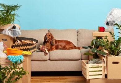 Cão no sofá - Foto: Freepik