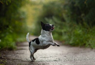 Cão pulando - Foto: Freepik