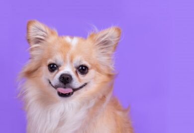 Cãozinho com a língua de fora - Foto: Freepik