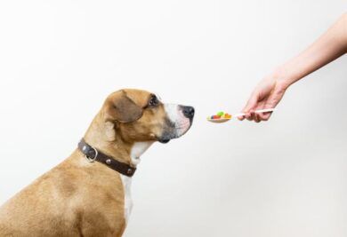 Cão tomando remédio - Foto: Freepik