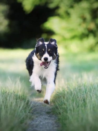 cropped-closeup-border-collie-dog-running-field-scaled-1.jpg