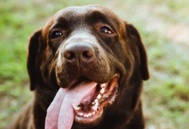 Cão com a língua de fora - Foto: Freepik