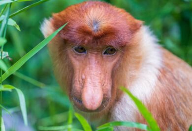 Macaco narigudo. Fonte: Freepik