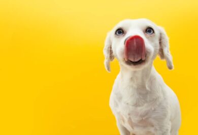 Cachorro com a língua de fora. Fonte: Freepik