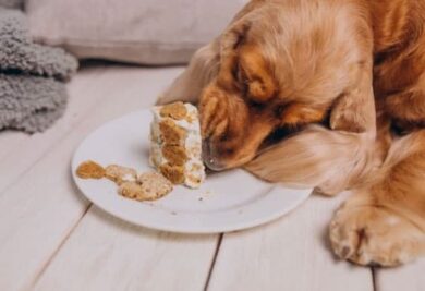 Cão comendo - Foto: Freepik
