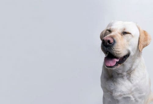 um cão sorridente