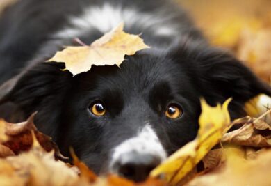 Cachorro com olhos amarelos. Fonte: Freepik