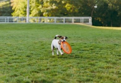 Cachorro brincando no parque - Foto: Freepik