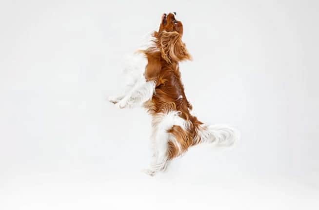 cão pulando