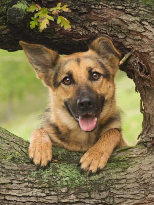 cropped-portrait-german-shepherd-dog-near-tree-forest.jpg
