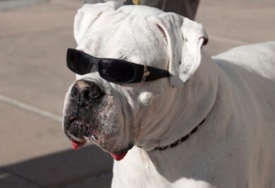 Cão com óculos de sol - Foto: Freepik