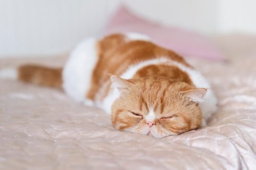 posições do gato durante o sono