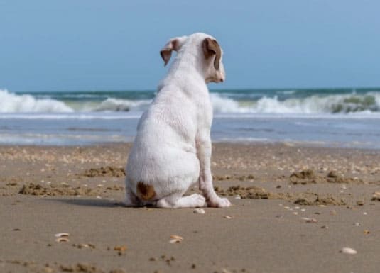 cão na praia