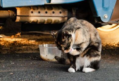 Gato comendo areia. Fonte: Freepik