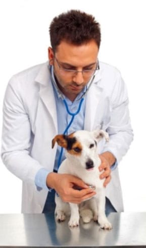 cão no veterinário