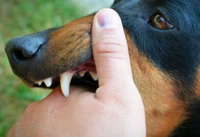 Cão mordendo a mão - Foto: Freepik