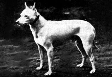 English White Terrier. Fonte: Wikipedia