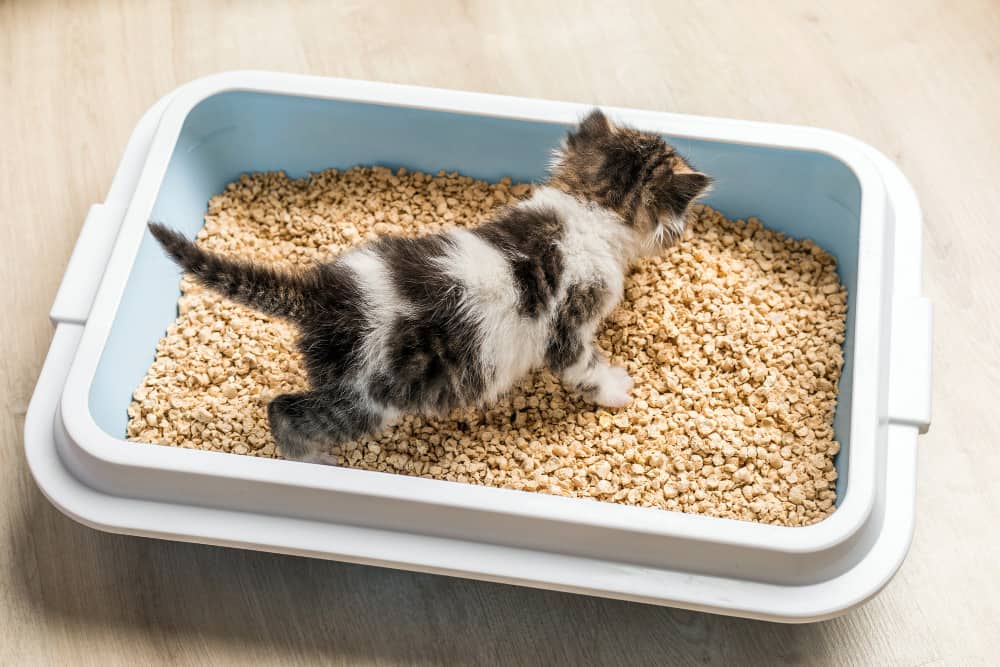 caixa de areia de gato