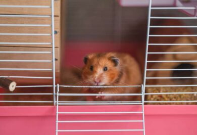 Hamster Sírio. Fonte: Freepik