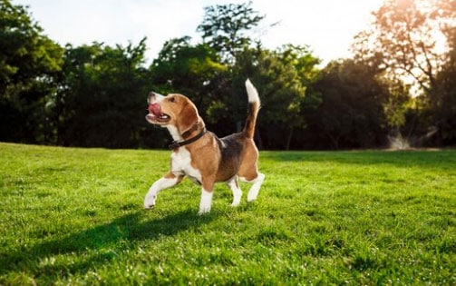Características dos Beagles