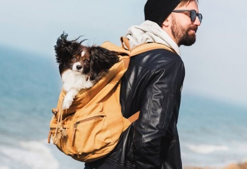 destinos para viajar com seu cachorro