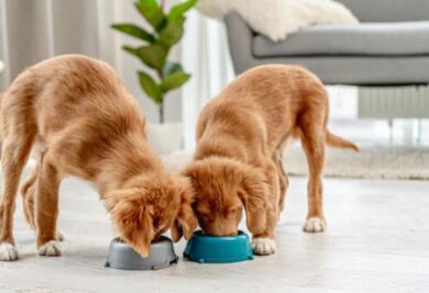 Dois cachorros comendo - Foto: Freepik
