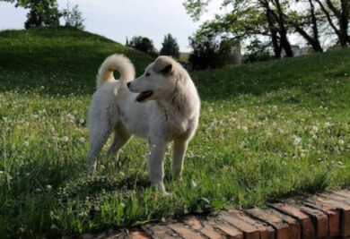 Cão no gramado - Foto: Freepik