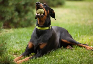 An adult Doberman type of dog laying on green grass and chewing a tennis ball