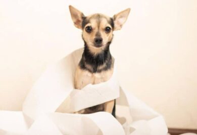 Cão com papel higiênico - Foto: Freepik