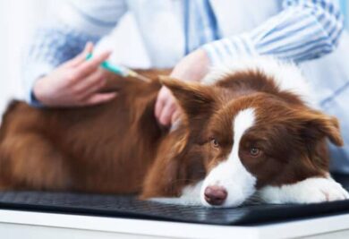 Cão no veterinário para tomar a vacina - Foto: Freepik