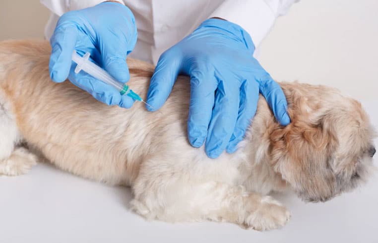 dando a vacina para o cão