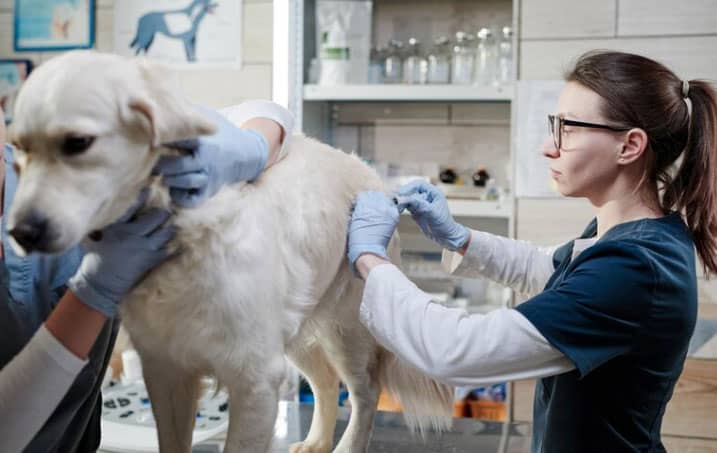 veterinária imunizando o cão