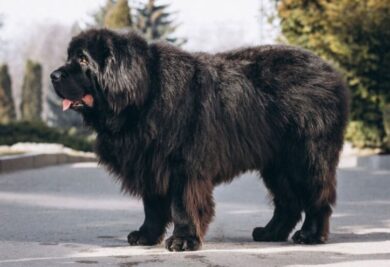 Cachorro grande e obeso - Foto: Freepik