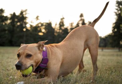 Cachorro brincando na grama com sua bolinha - Foto: Freepik