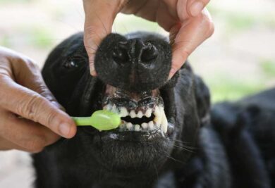 Escovando os dentes do cachorro - Foto: Freepik