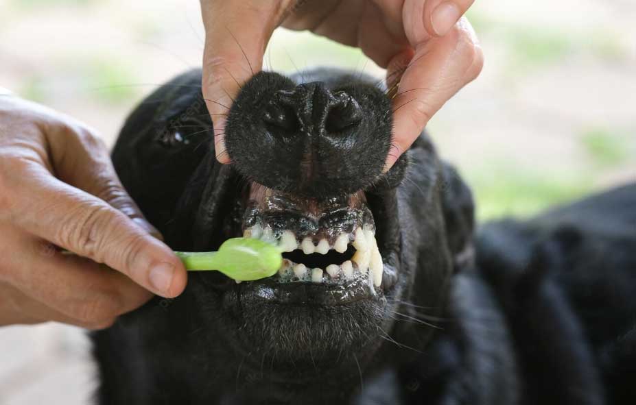escovar os dentes do cachorro