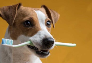Como escovar os dentes do cachorro - Foto: Freepik